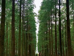 -渌洋湖湿地公园