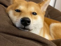 -柴迷FANS CLUB·柴犬狗咖·猫咖