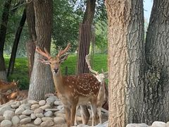 -北京野生动物园