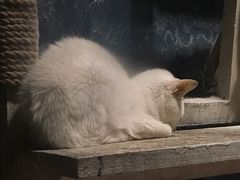 -猫咪博物馆(顶澳仔猫街店)