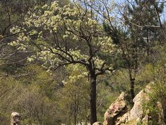 -蓟县沐风庄园精品民宿农家院(梨木台店)