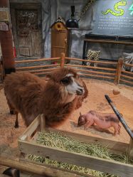 -Zoolung Zoolung动物主题公园(海信广场店)