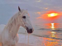 -三亚海棠湾万丽度假酒店