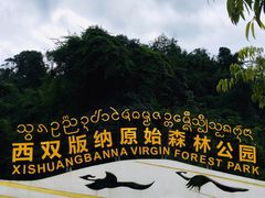 -西双版纳原始森林公园