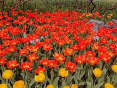 -西湖外事游船(花港观鱼码头)