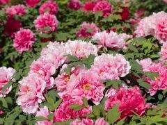 -洛阳郁金香牡丹园