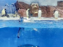 -海合安成都极地海洋公园