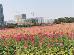 -映月湖中央公园