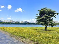 -海珠湖公园