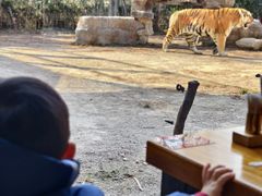 -上海野生动物园老虎餐厅