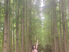 -黄海国家森林公园