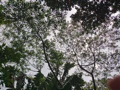 -呀诺达热带雨林