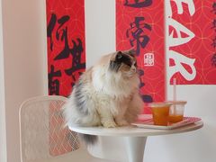 -团子家猫咪猫咖馆·柯基·柯尔鸭