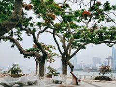 -厦门邮轮中心厦鼓码头(轮渡站)