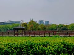 -绍兴镜湖国家城市湿地公园