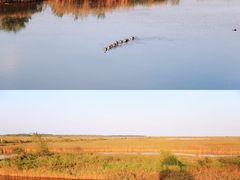 -盐城丹顶鹤湿地生态旅游区