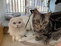 -喵宠乐园·撸猫互动·猫舍