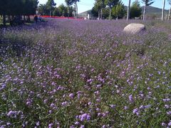 -羊亭河湿地公园