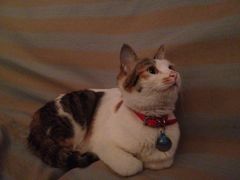 -Sirena海妖日咖夜酒