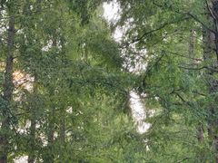 -黄海国家森林公园