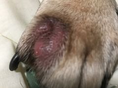 -北京观赏动物医院·24小时大型综合·猫专科·异宠专科