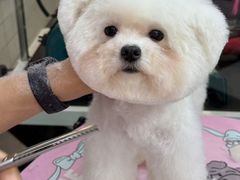 -Oh My Dog宠物沙龙(伊珊娜皮毛护理店)