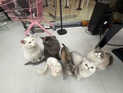 -熙.Hair 丨专注女子中长发丨