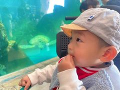 -广东惠东海龟国家级自然保护区
