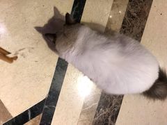 -猫色咖啡·猫咖