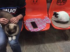 -猫咪博物馆(顶澳仔猫街店)