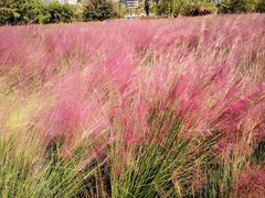 -艾溪湖湿地公园