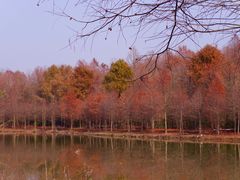-上海海湾国家森林公园