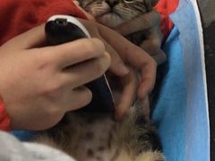 -伟伟宠物医院·CT影像中心·瑞派犬猫综合性门诊(汉口总院)