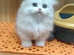 -欣宠猫屋·矮脚拿破仑·蓝金金渐层