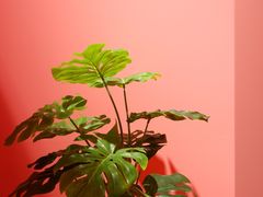 -胖哥俩肉蟹煲(来福士店)