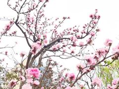 -海棠花溪(元大都城垣遗址公园)