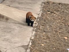 -石家庄市动物园