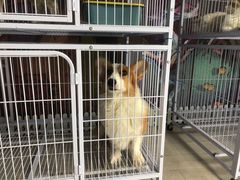 -喵百万·布偶·蓝金金渐层英短·猫舍(百子湾店)