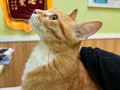 -瑞鹏宠物医院·夜间急症·心超·猫科(祖庙分店)