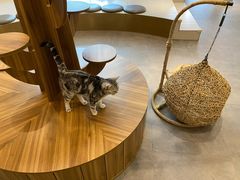 -飞行喵MR PILOT|猫舍·猫咖(静安大融城店)