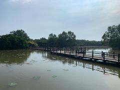 -大湾区中央湿地公园
