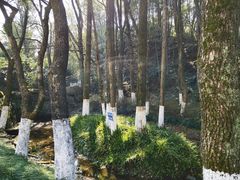 -杭州半山国家森林公园