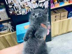 -欣宠猫屋·矮脚拿破仑·蓝金金渐层