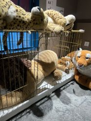 -奈尔宝·儿童乐园·亲子餐厅(华采天地店)