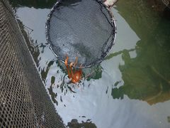 炒乌贼-海上驿站渔家菜馆