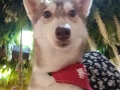 -Husky Go! 哈士奇体验馆·宠物咖啡厅狗咖