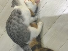-喵的天空名猫咖啡馆·撸猫·猫舍·用品