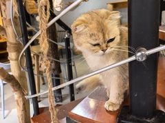 -豆逗聊愈猫阁Easy Life