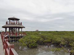 -北海金海湾红树林生态旅游区