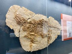 -大连自然博物馆·地球展厅